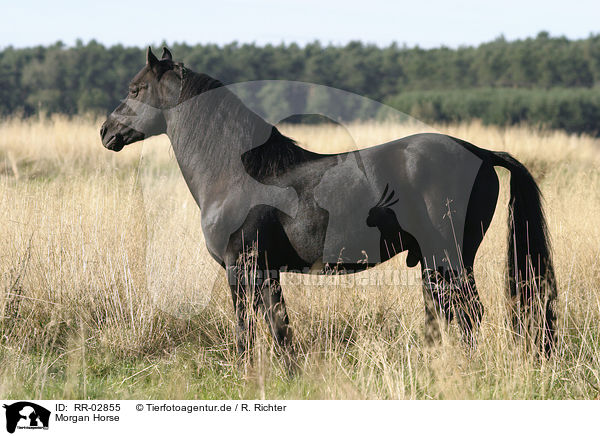 Morgan Horse / RR-02855