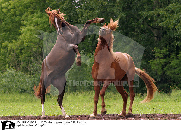 spielerischer Kampf / fighting Youngsters / RR-03068
