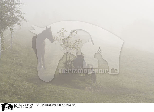 Pferd im Nebel / horse in the fog / AVD-01190