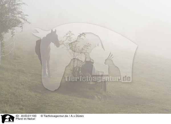 Pferd im Nebel / AVD-01190