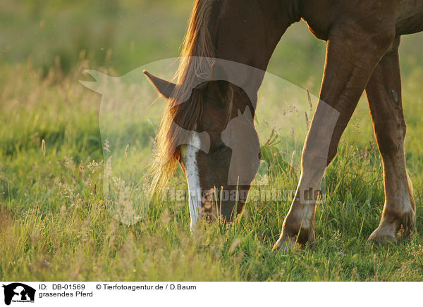 grasendes Pferd / DB-01569