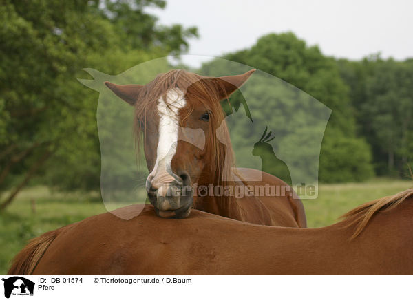 Pferd / horse / DB-01574
