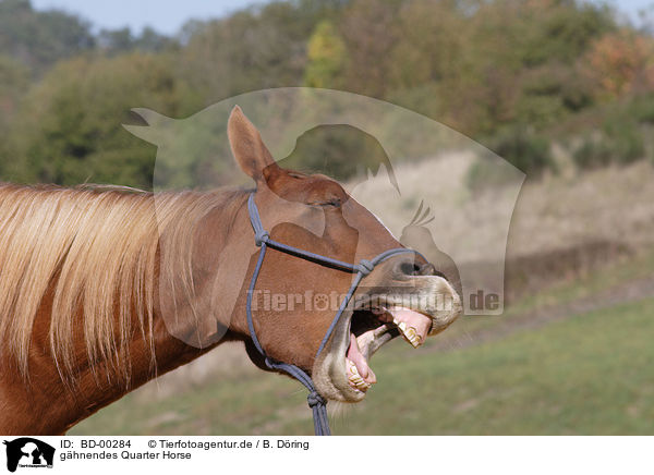 ghnendes Quarter Horse / BD-00284