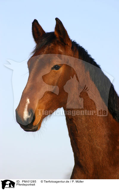 Pferdeportrait / horse head / PM-01285