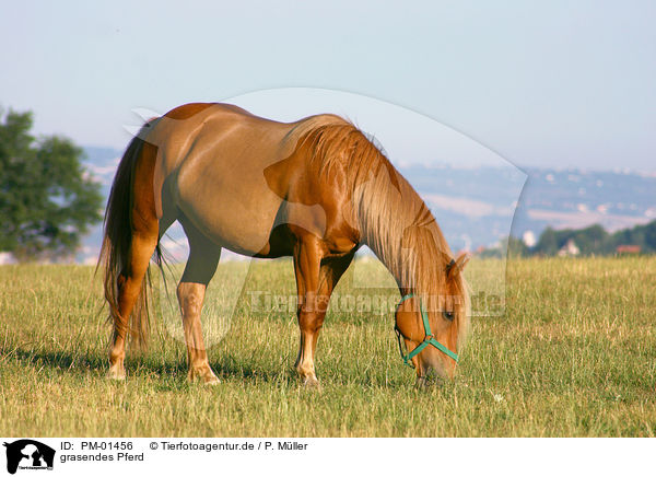 grasendes Pferd / PM-01456