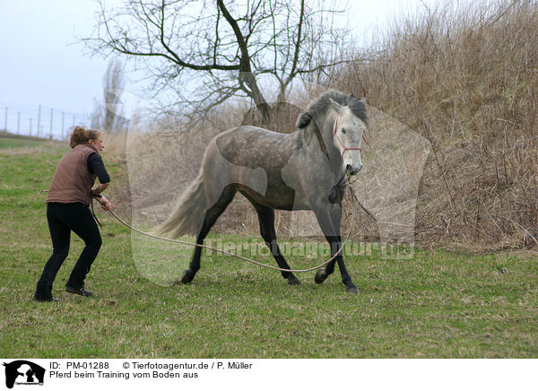 Pferd beim Training vom Boden aus / PM-01288
