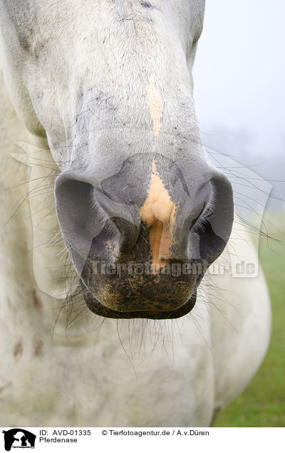 Pferdenase / horsenose / AVD-01335
