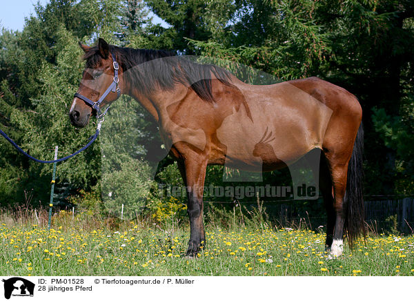 28 jhriges Pferd / PM-01528