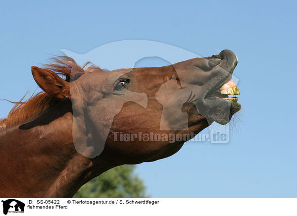 flehmendes Pferd / flehming horse / SS-05422