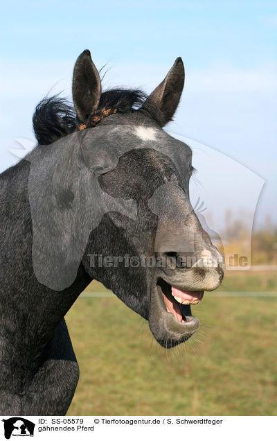 ghnendes Pferd / yawning horse / SS-05579