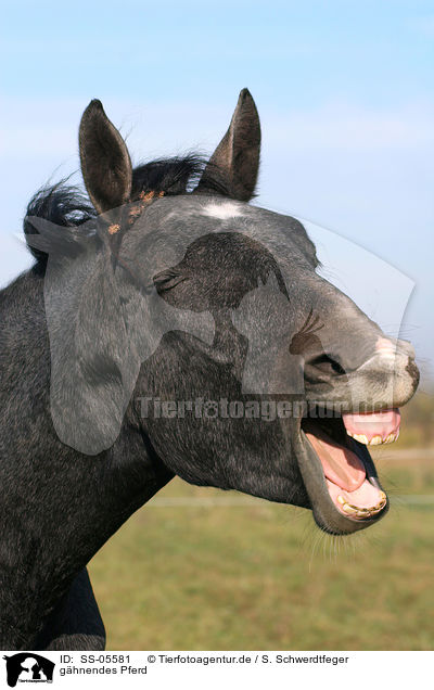 ghnendes Pferd / yawning horse / SS-05581