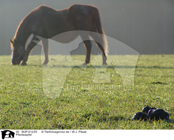 Pferdeapfel / horse dung / WJP-01235