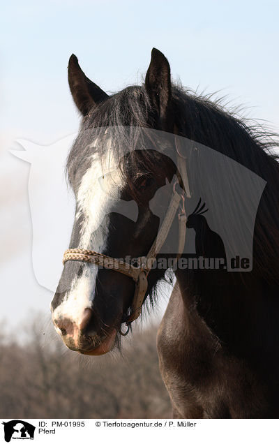 Pferd / PM-01995