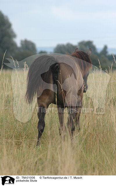 pinkelnde Stute / peeing mare / TM-01006