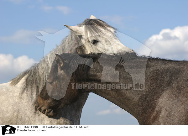 Pferde beim putzen / TM-01138