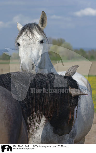 Pferde beim putzen / horses / TM-01141
