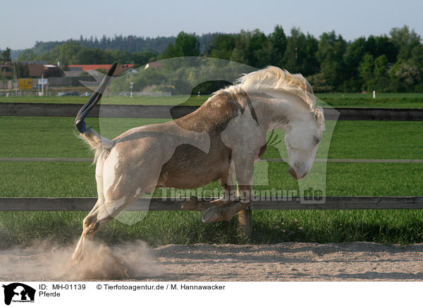 Pferde / horses / MH-01139