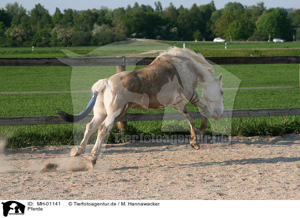 Pferde / horses / MH-01141