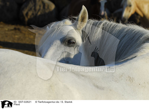 Pferd / SST-02621