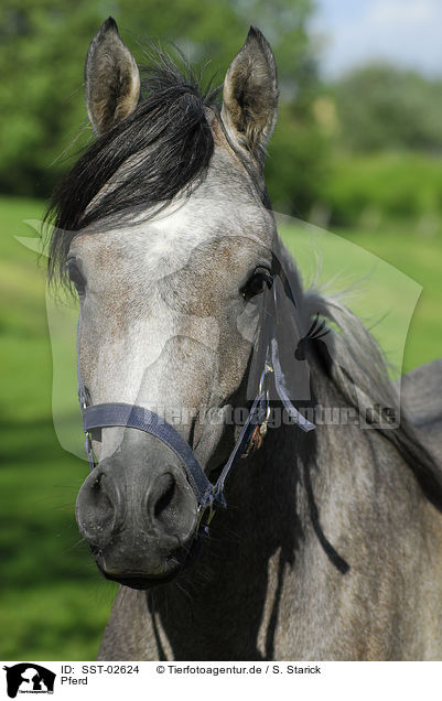Pferd / horse / SST-02624