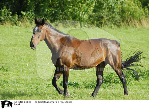 Pferd / horse / SST-02629
