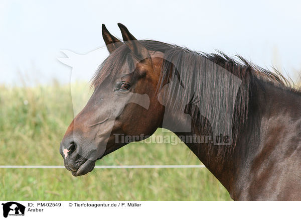 Araber / arabian horse / PM-02549