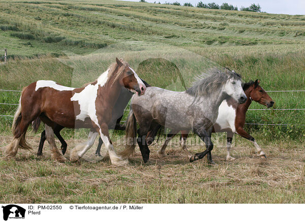 Pferd / horse / PM-02550