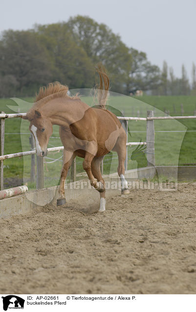 buckelndes Pferd / bucking horse / AP-02661