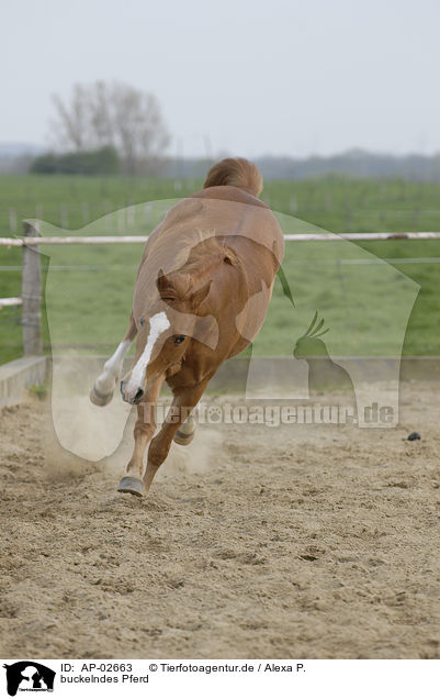 buckelndes Pferd / bucking horse / AP-02663