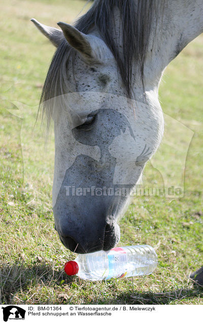 Pferd schnuppert an Wasserflasche / BM-01364