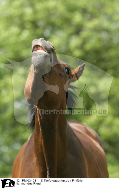 flehmendes Pferd / horse / PM-03108