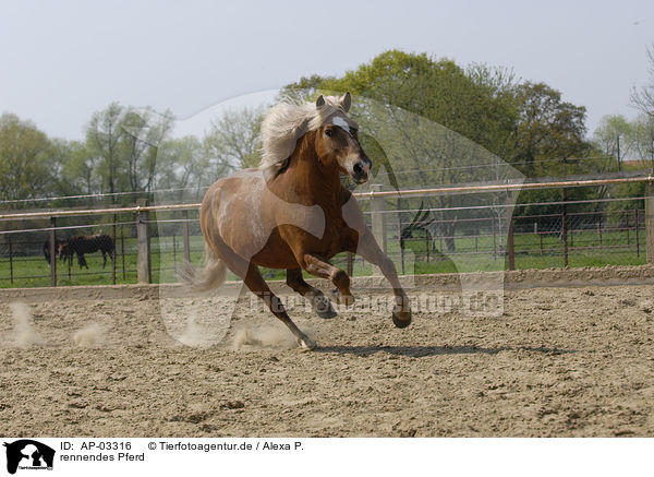 rennendes Pferd / running horse / AP-03316