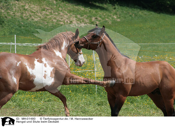Hengst und Stute beim Deckakt / stallion mating mare / MH-01480