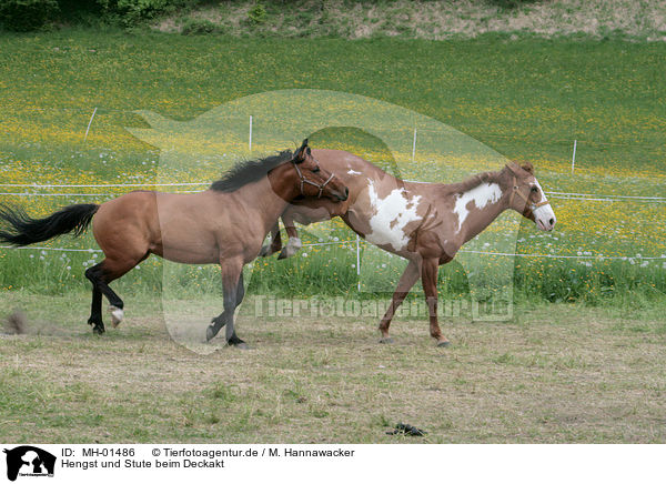 Hengst und Stute beim Deckakt / stallion mating mare / MH-01486