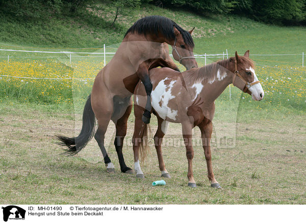 Hengst und Stute beim Deckakt / stallion mating mare / MH-01490