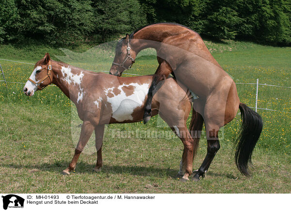 Hengst und Stute beim Deckakt / stallion mating mare / MH-01493