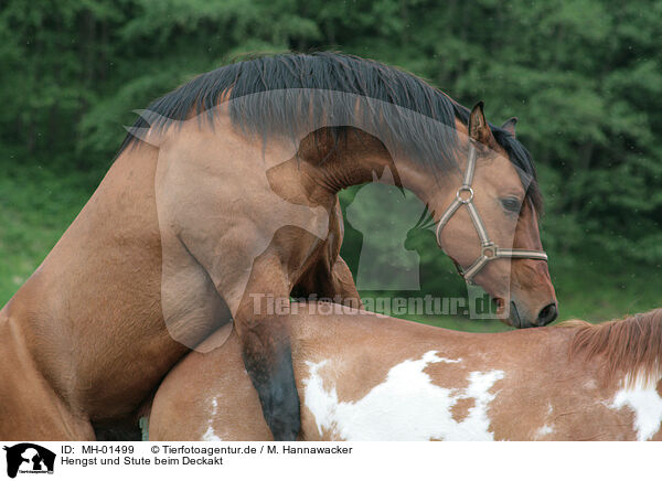 Hengst und Stute beim Deckakt / stallion mating mare / MH-01499
