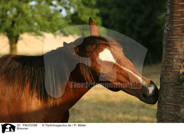 Brauner / brown horse / PM-03396