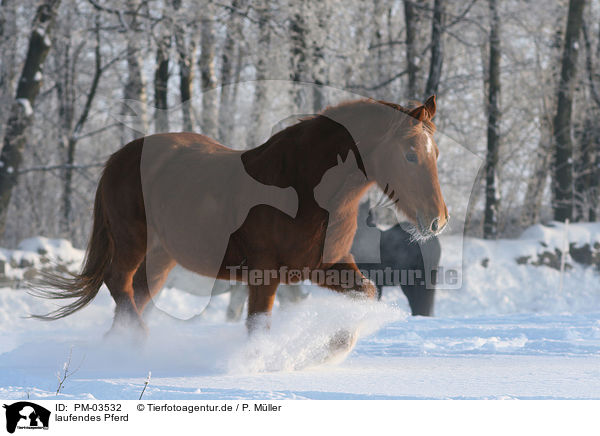 laufendes Pferd / walking horse / PM-03532