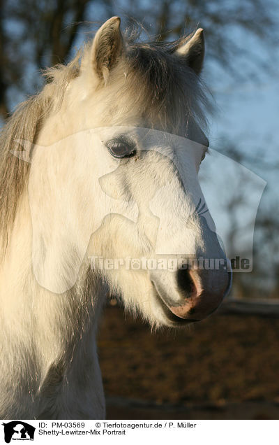 Shetty-Lewitzer-Mix Portrait / crossbred portrait / PM-03569