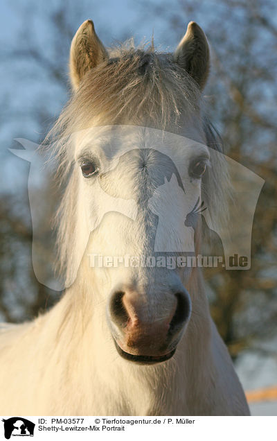 Shetty-Lewitzer-Mix Portrait / crossbred portrait / PM-03577
