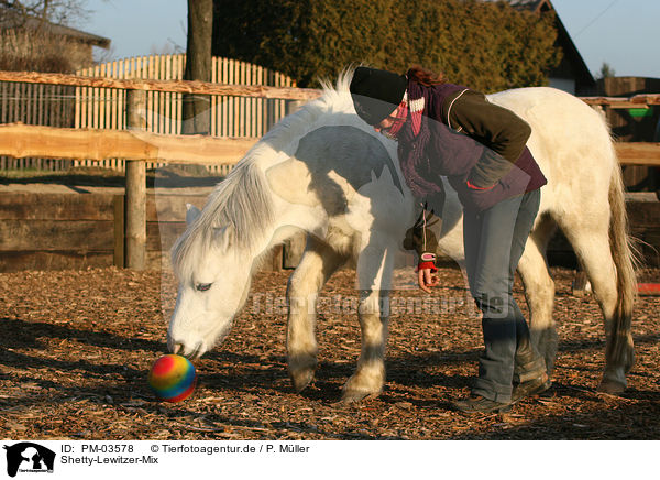Shetty-Lewitzer-Mix / crossbred / PM-03578