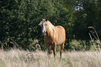 Haflinger auf der Weide