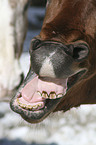 ghnendes Pferd