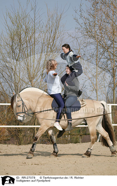 Voltigieren auf Fjordpferd / vaulting / RR-27078