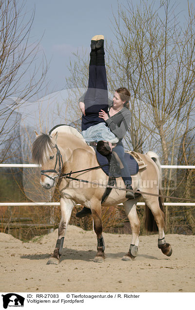 Voltigieren auf Fjordpferd / vaulting / RR-27083