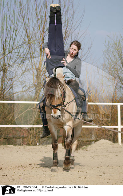 Voltigieren auf Fjordpferd / vaulting / RR-27084