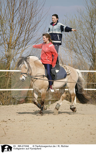 Voltigieren auf Fjordpferd / vaulting / RR-27098