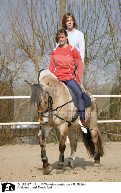 Voltigieren auf Fjordpferd / RR-27112