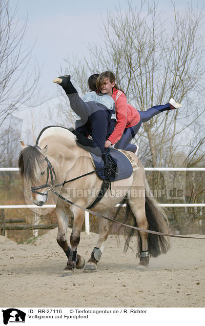 Voltigieren auf Fjordpferd / vaulting / RR-27116